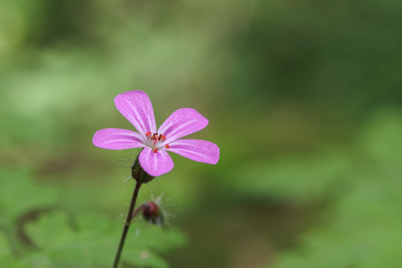 Stinkender Storchschnabel [Geranium robertianum]