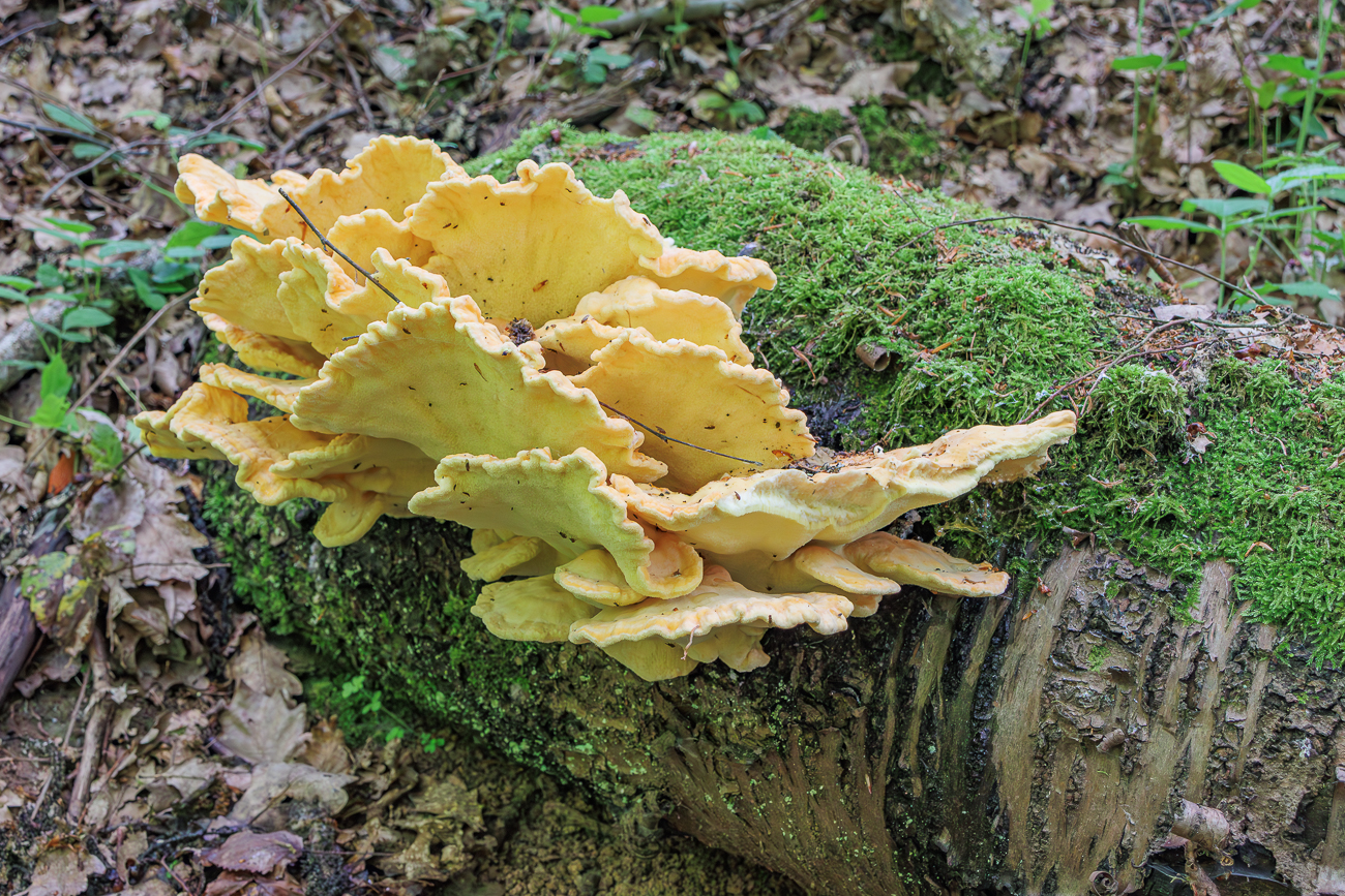 Gemeiner Schwefelporling [Laetiporus sulphureus]