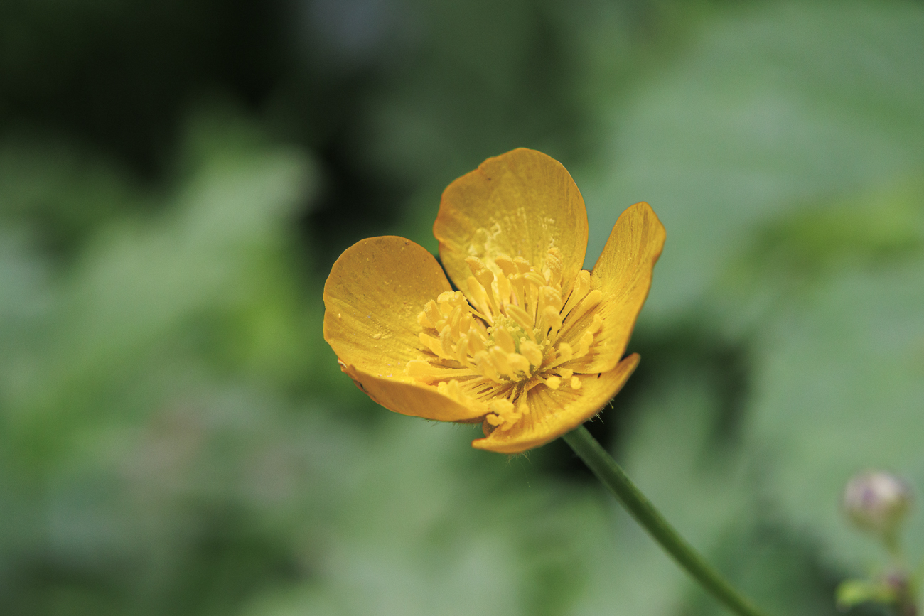 Vielbl&uuml;tiger Hahnenfu&szlig; [Ranunculus polyanthemos]
