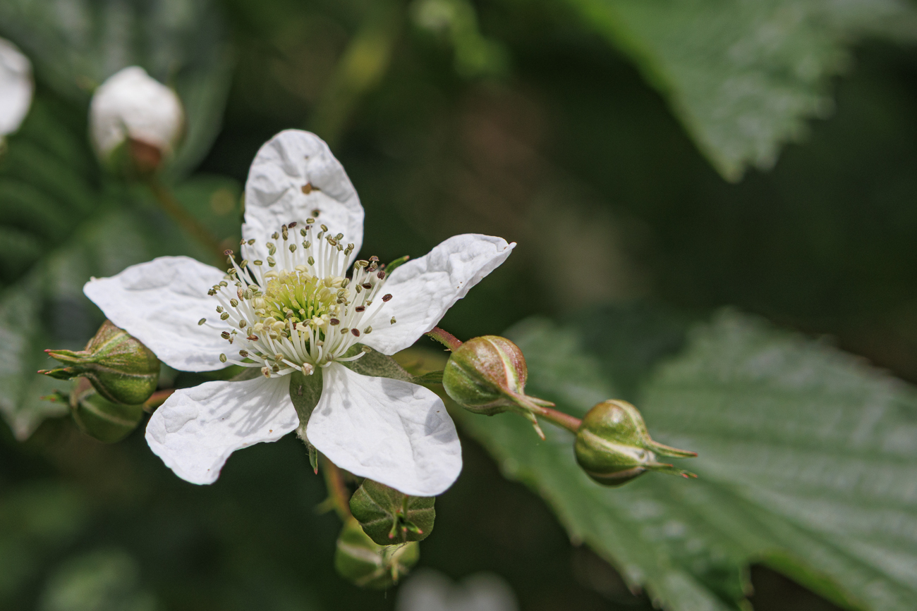 Scharfe Brombeere [Rubus scaber Weihe]