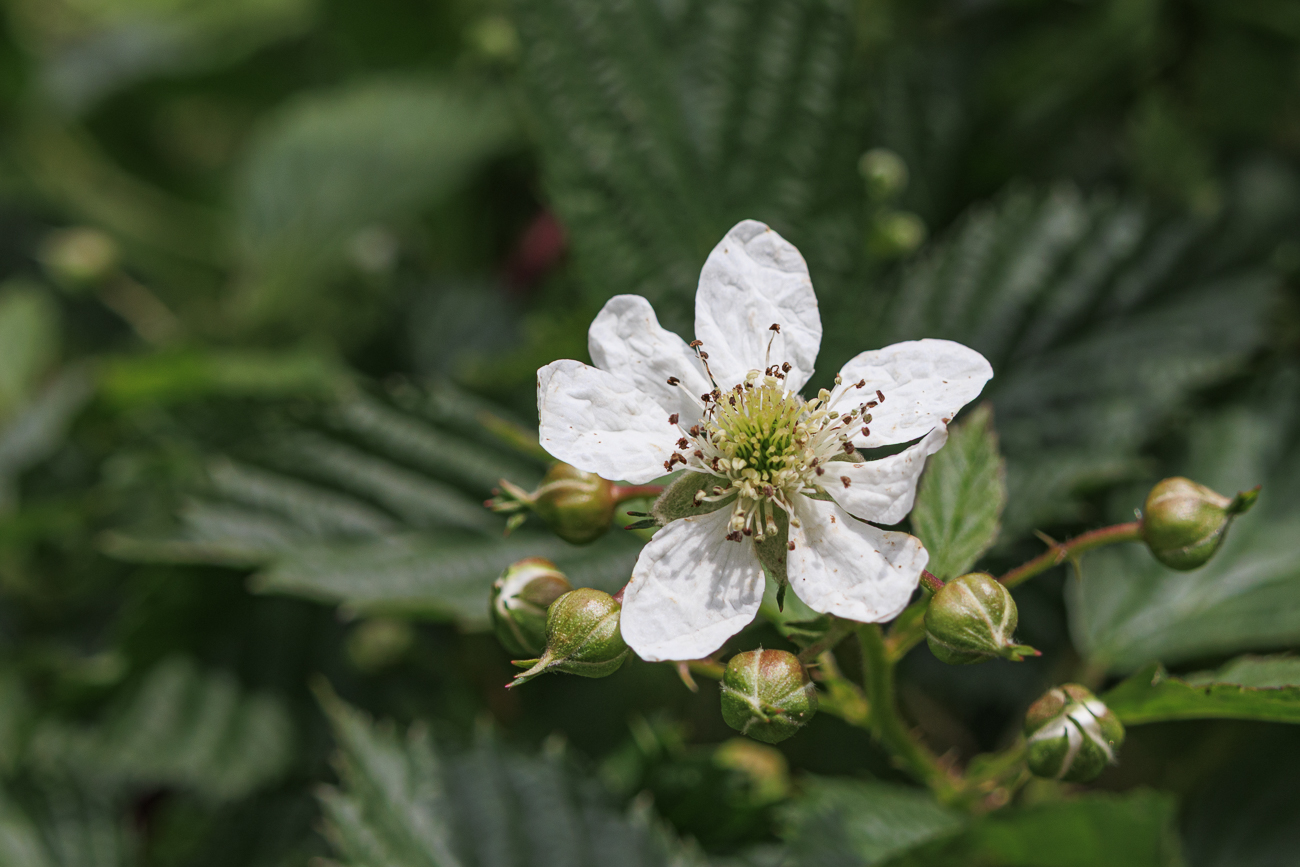 Scharfe Brombeere [Rubus scaber Weihe]