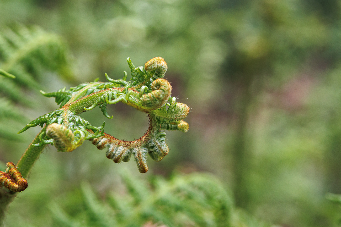 Adlerfarn [Pteridium aquilinum]
