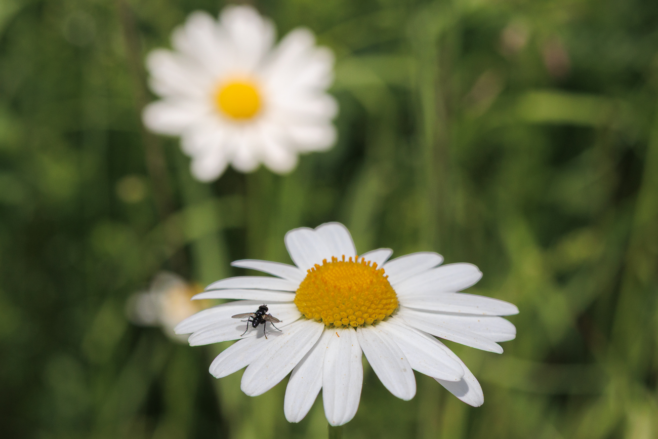 Wiesenmargerite [Leucanthemum ircutianum] mit Besuch