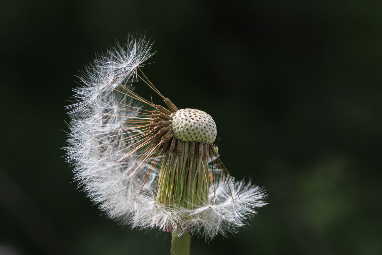 Ger&ouml;teter L&ouml;wenzahn [Taraxacum rubicundum]