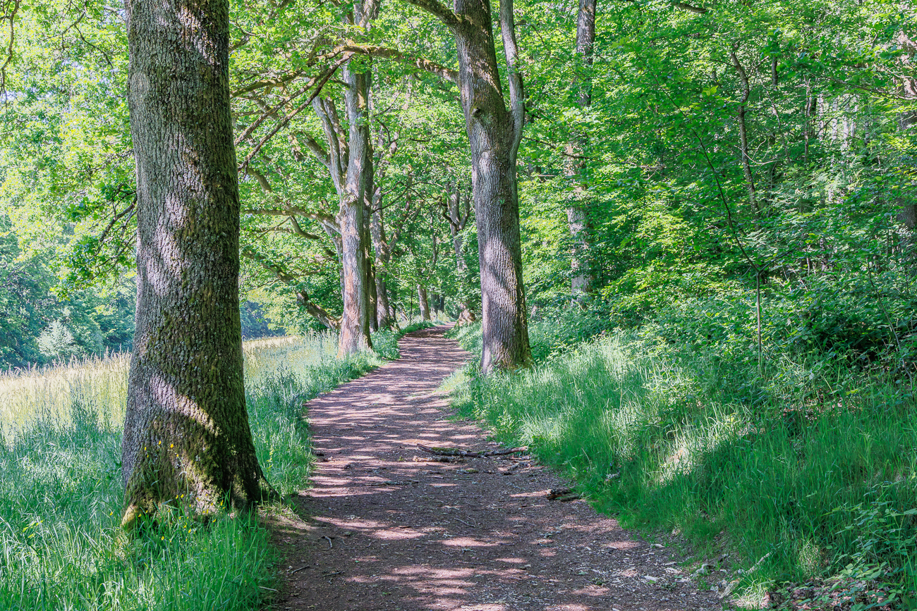 Schmaler schattiger Waldweg