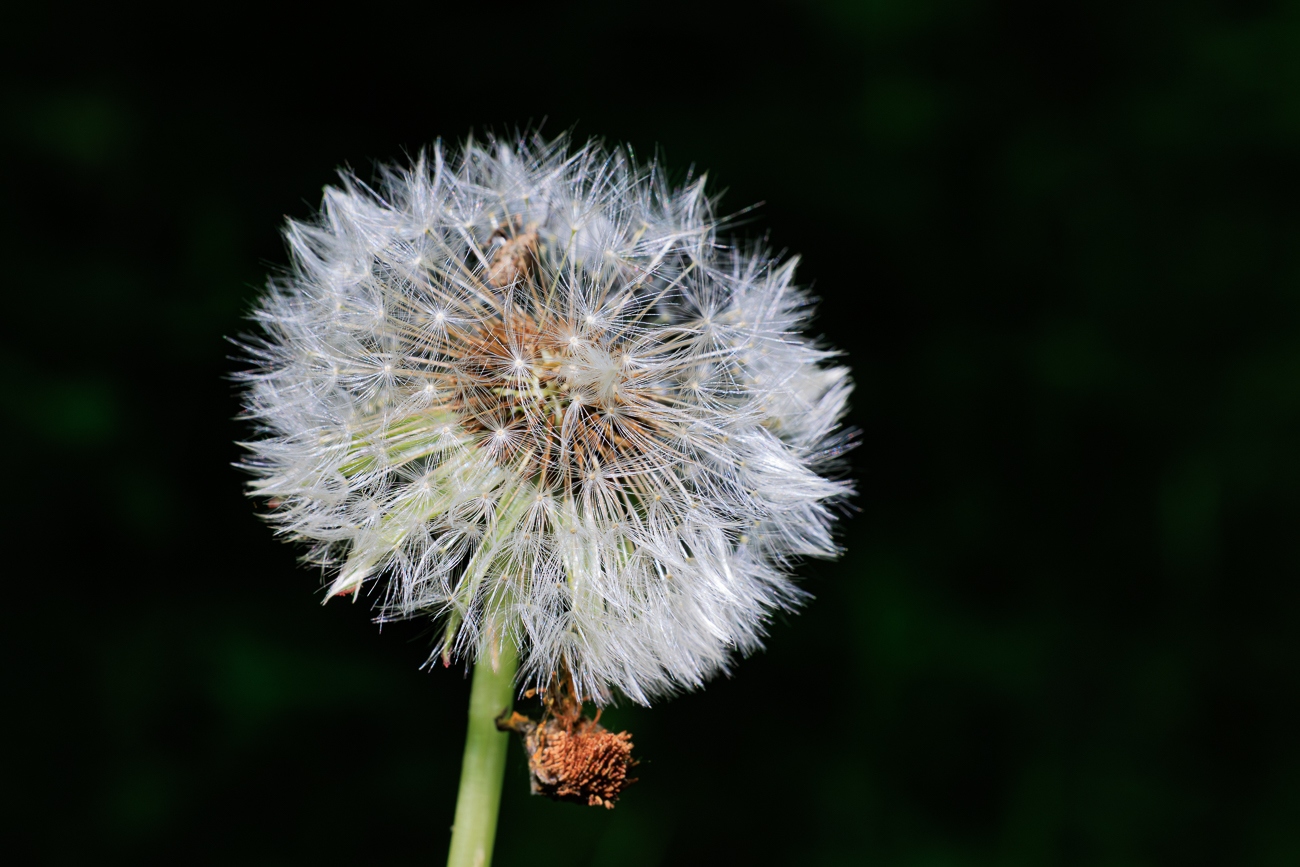 Ger&ouml;teter L&ouml;wenzahn [Taraxacum rubicundum]