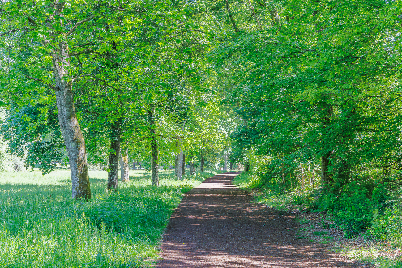Waldweg zum Furpacher Weiher