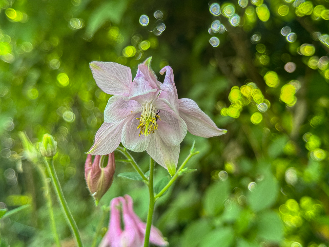 Gemeine Akelei [Aquilegia vulgaris]