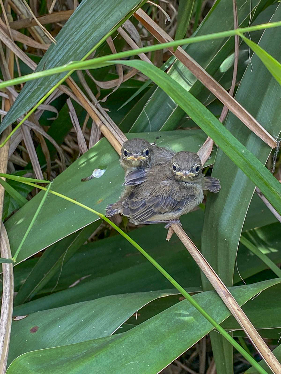 Ästlinge unter ihrem Nest(Foto: Petra)