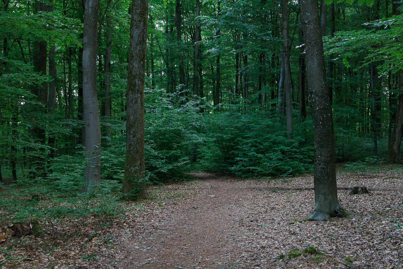 So früh am Morgen ist es im Wald noch dunkel