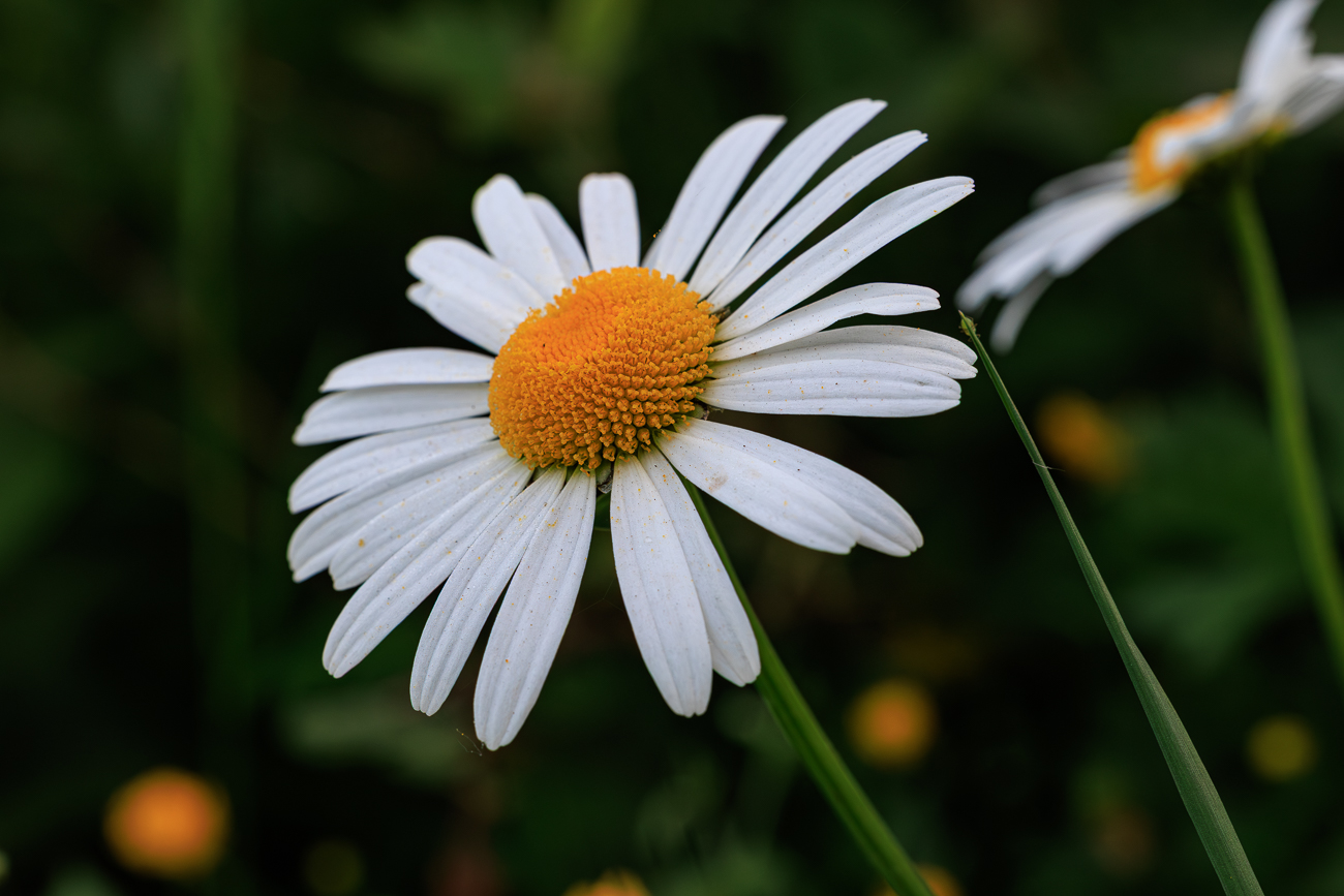 Wiesenmargerite [Leucanthemum ircutianum]