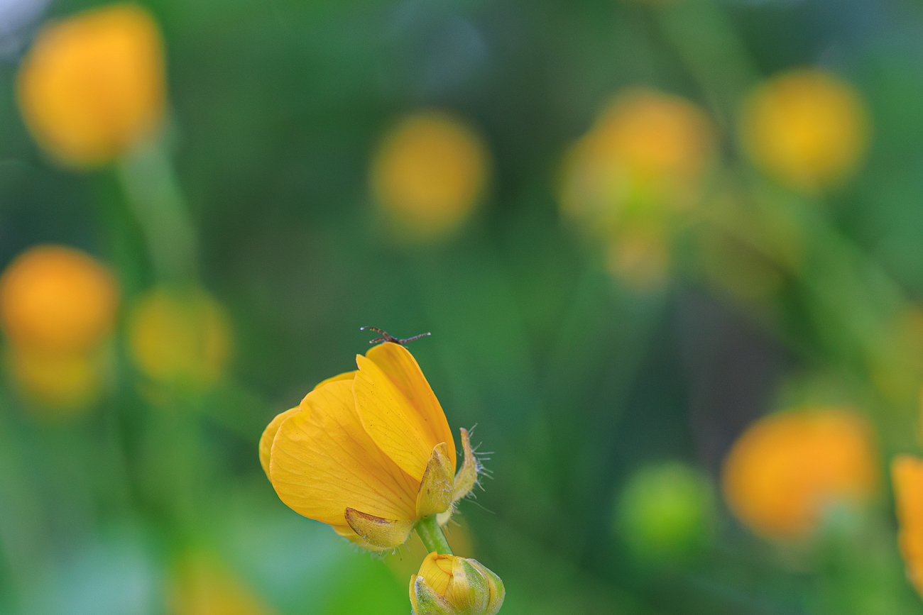 Was kommt da f&uuml;r ein Monster hinter der Bl&uuml;te hervor?