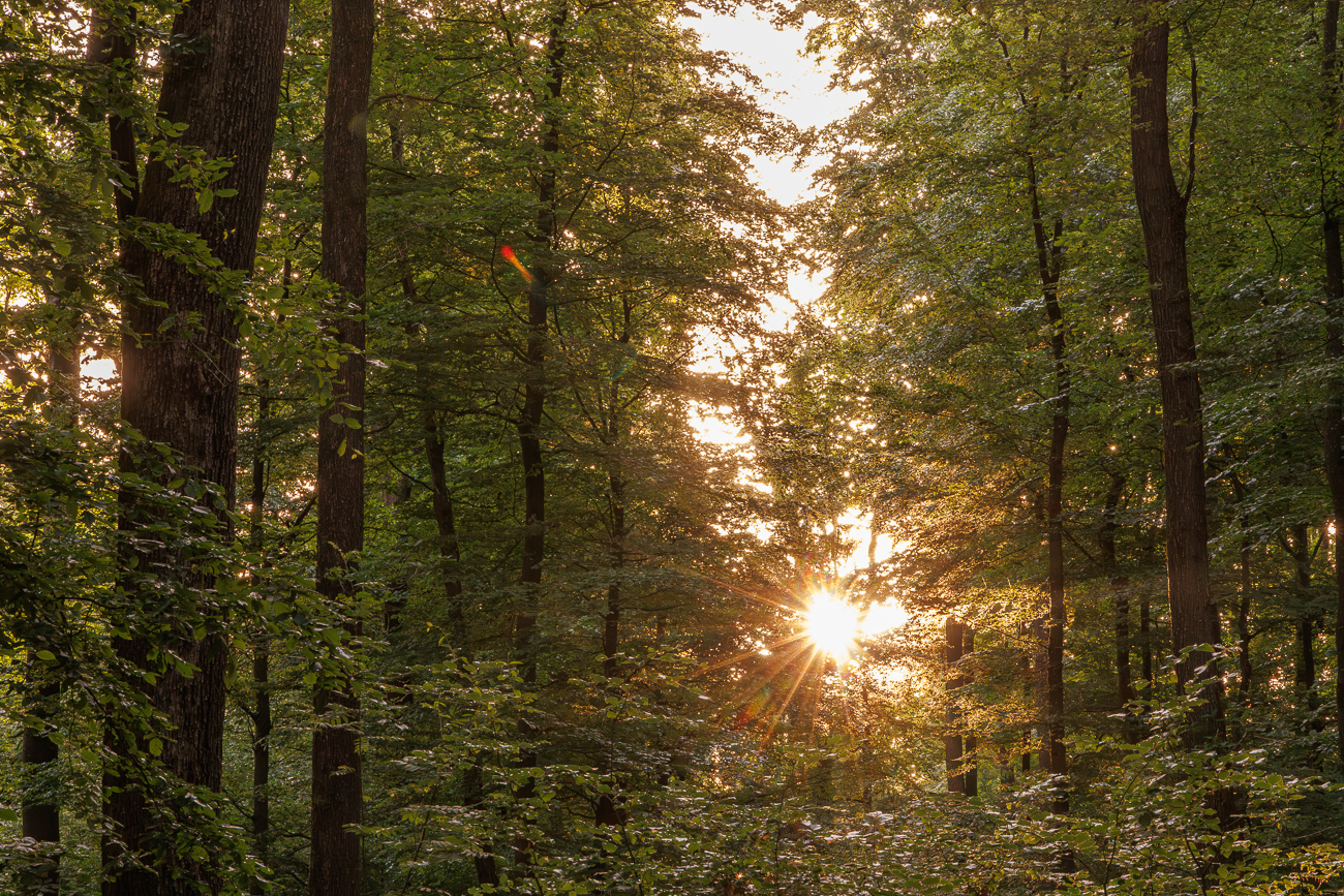 Die Sonne scheint durch die Bl&auml;tter