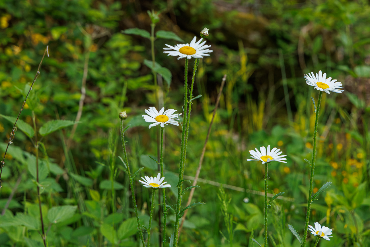 Wiesenmargeriten [Leucanthemum ircutianum]