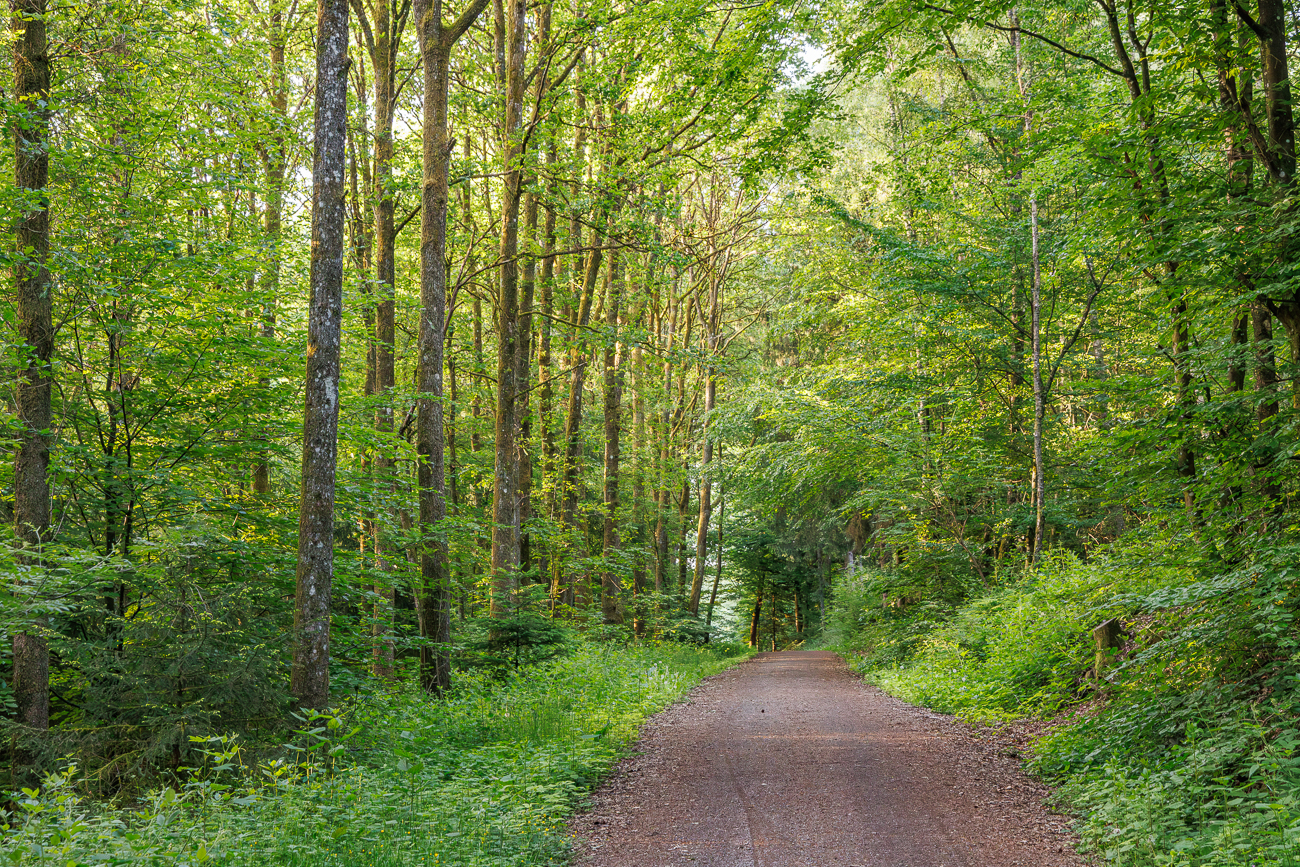 Heller Waldweg