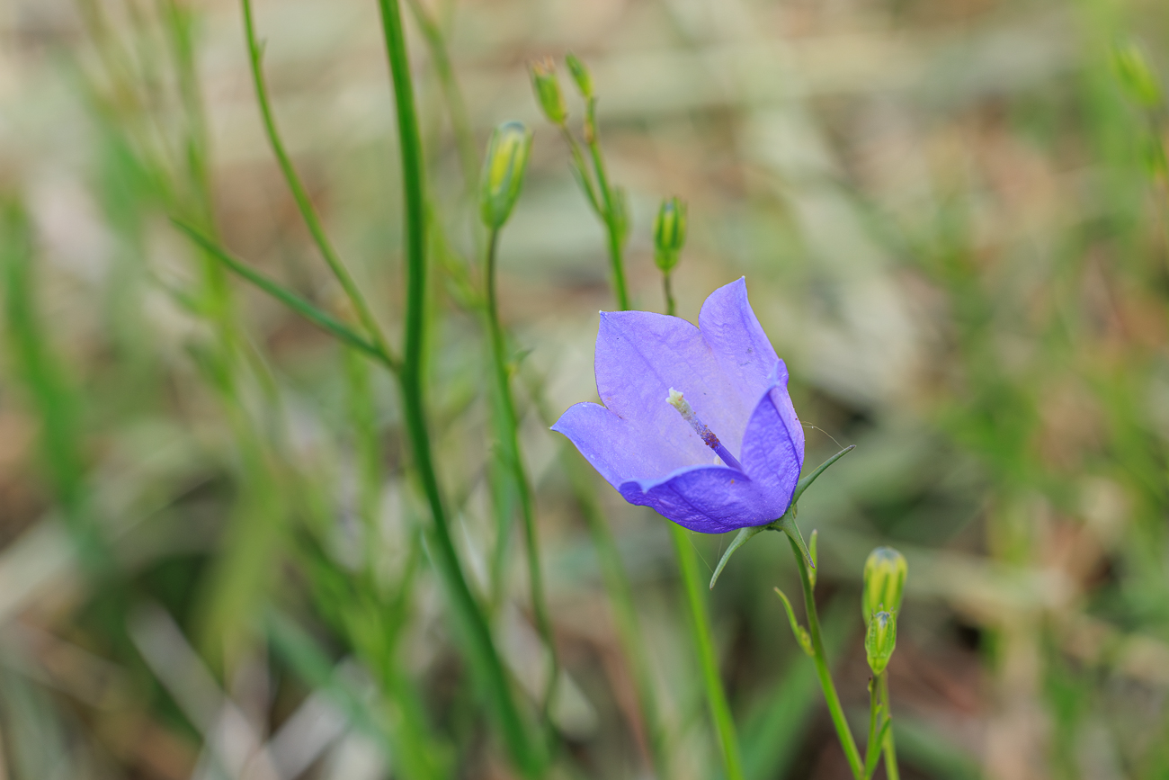 Rundbl&auml;ttrige Glockenblume [Campanula rotundifolia]