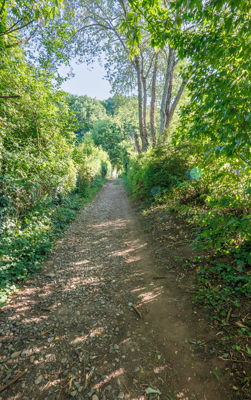 Im schattigen Wald ist es am Morgen noch kühl