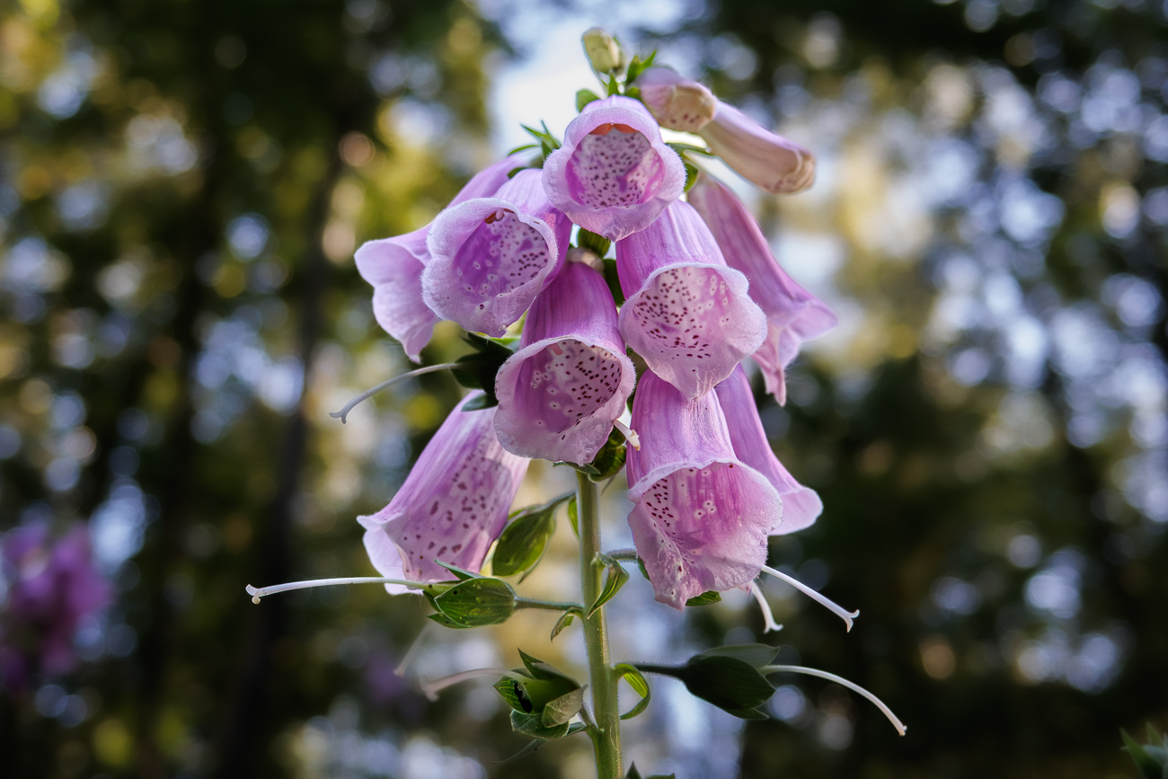 Roter Fingerhut [Digitalis purpurea]