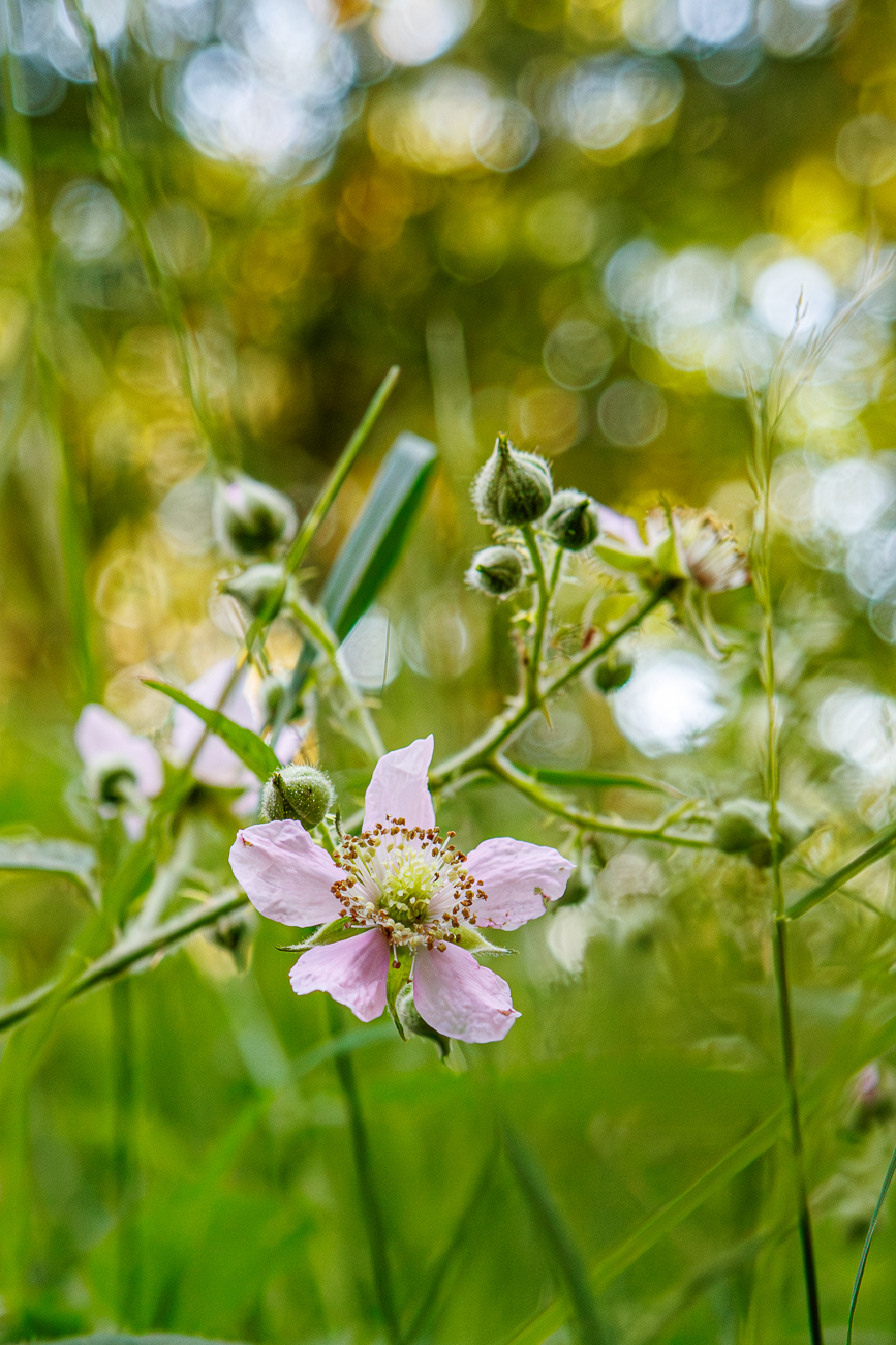 Scharfe Brombeere [Rubus scaber Weihe]