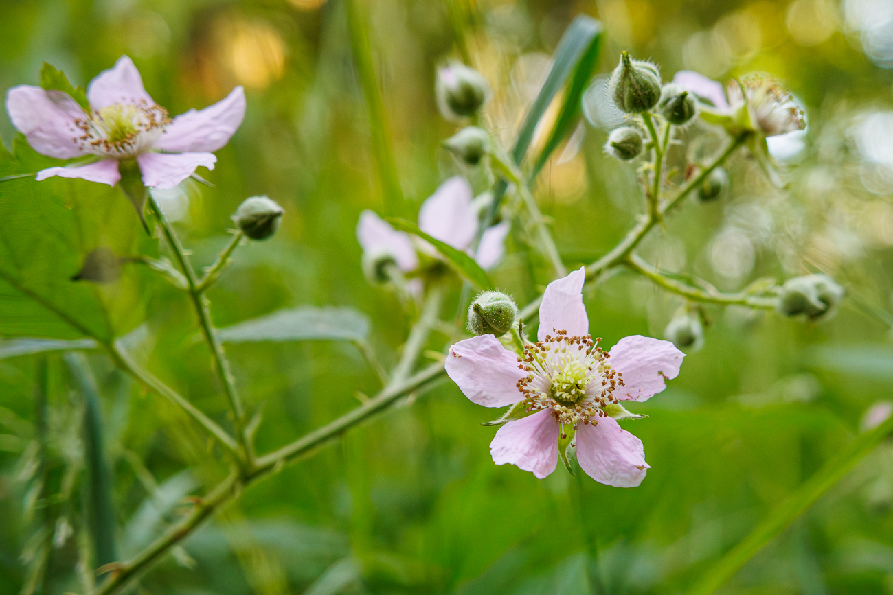 Scharfe Brombeere [Rubus scaber Weihe]