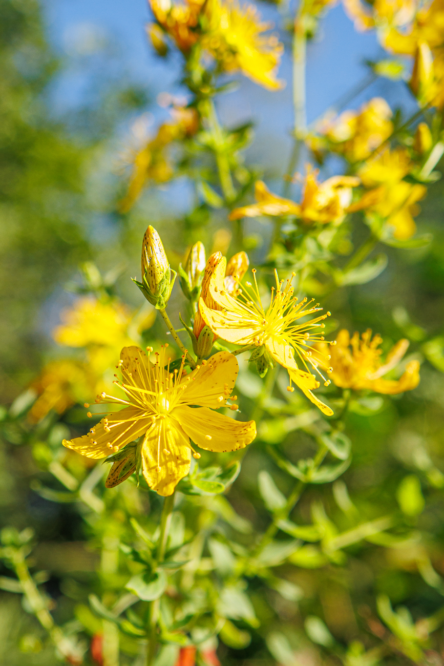 Geflecktes Johanniskraut [Hypericum maculatum Crantz]