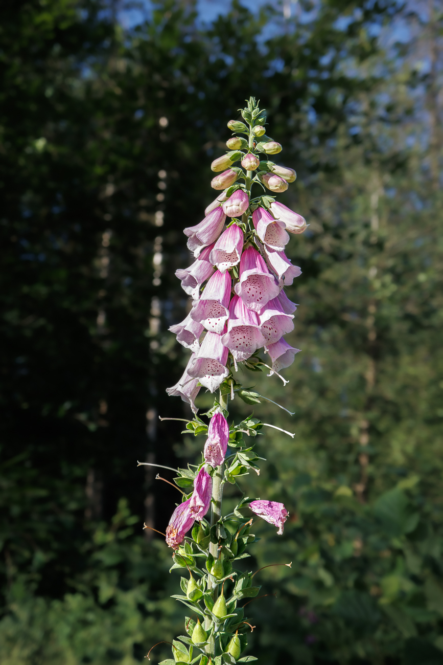 Roter Fingerhut [Digitalis purpurea]