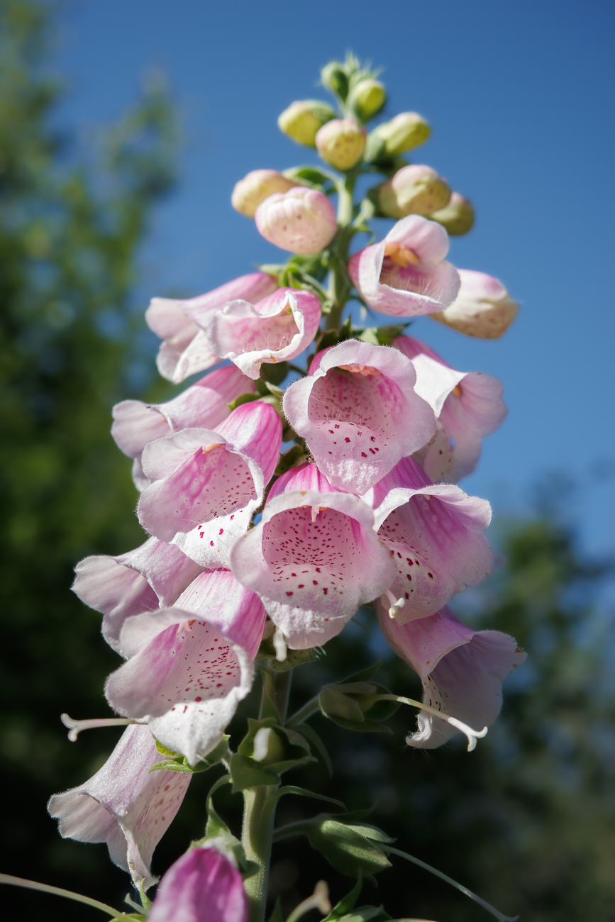 Roter Fingerhut [Digitalis purpurea]