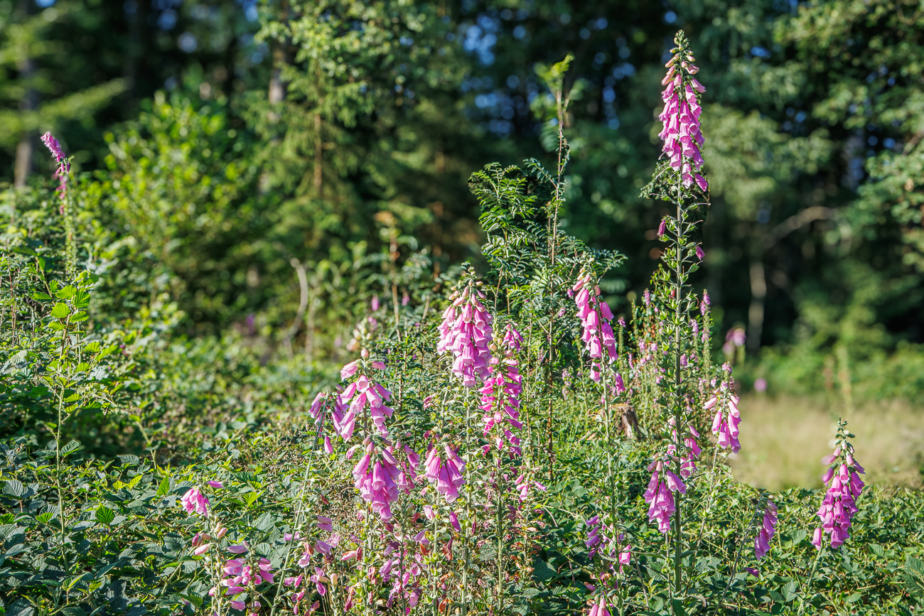 Roter Fingerhut [Digitalis purpurea]