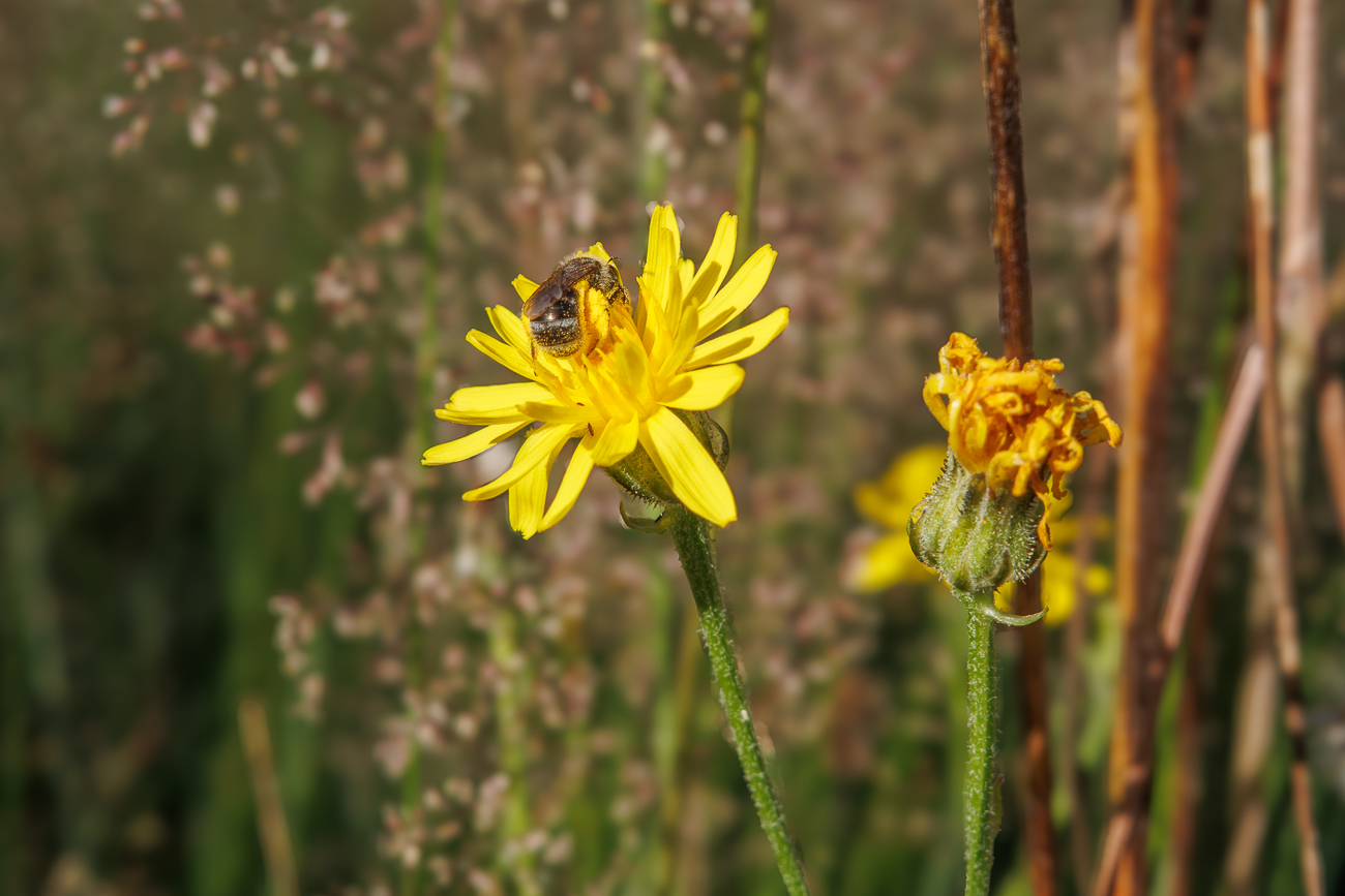 Blasen Pippau [Crepis vesicaria] mit Besuch