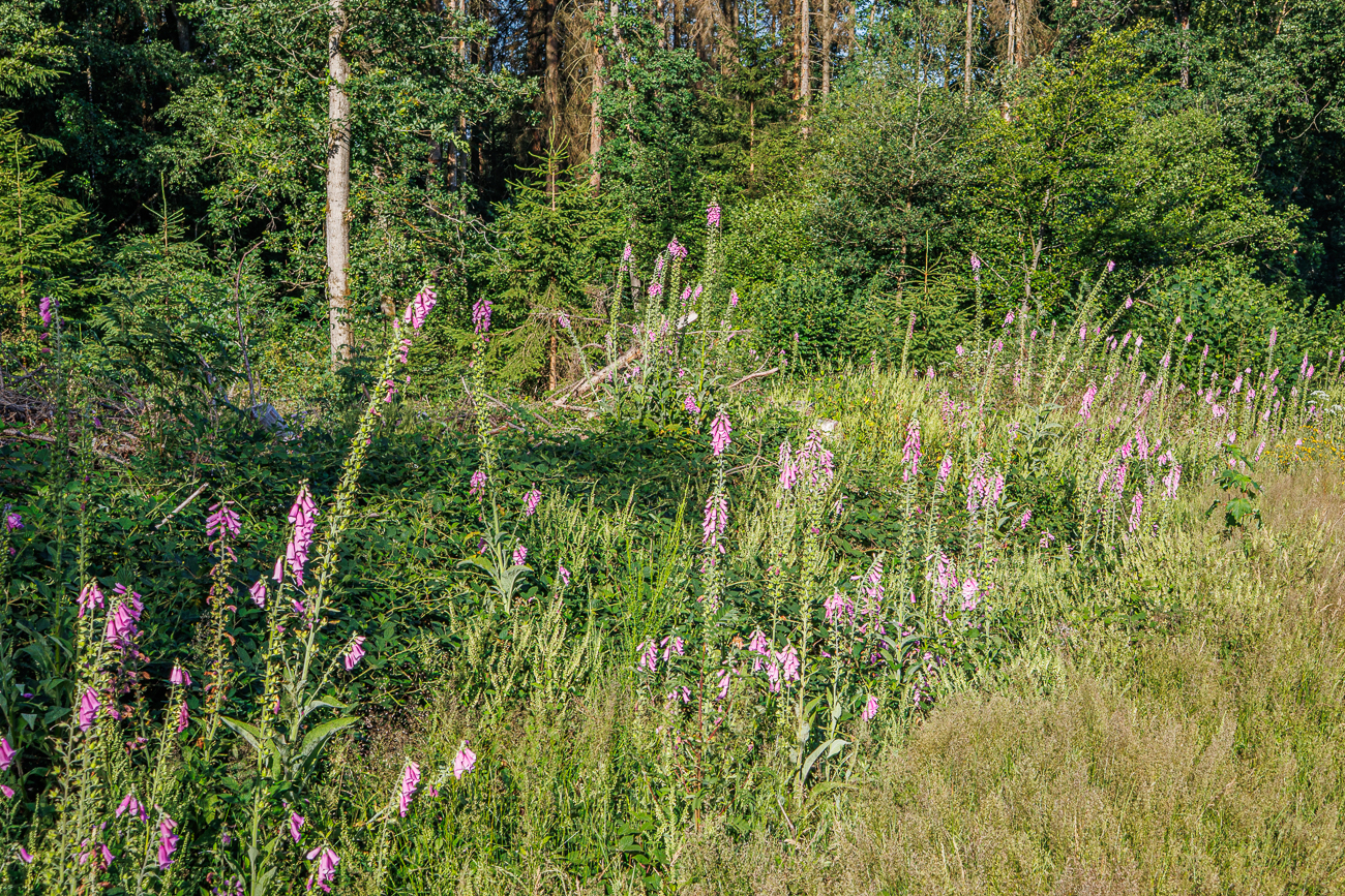 Roter Fingerhut [Digitalis purpurea]