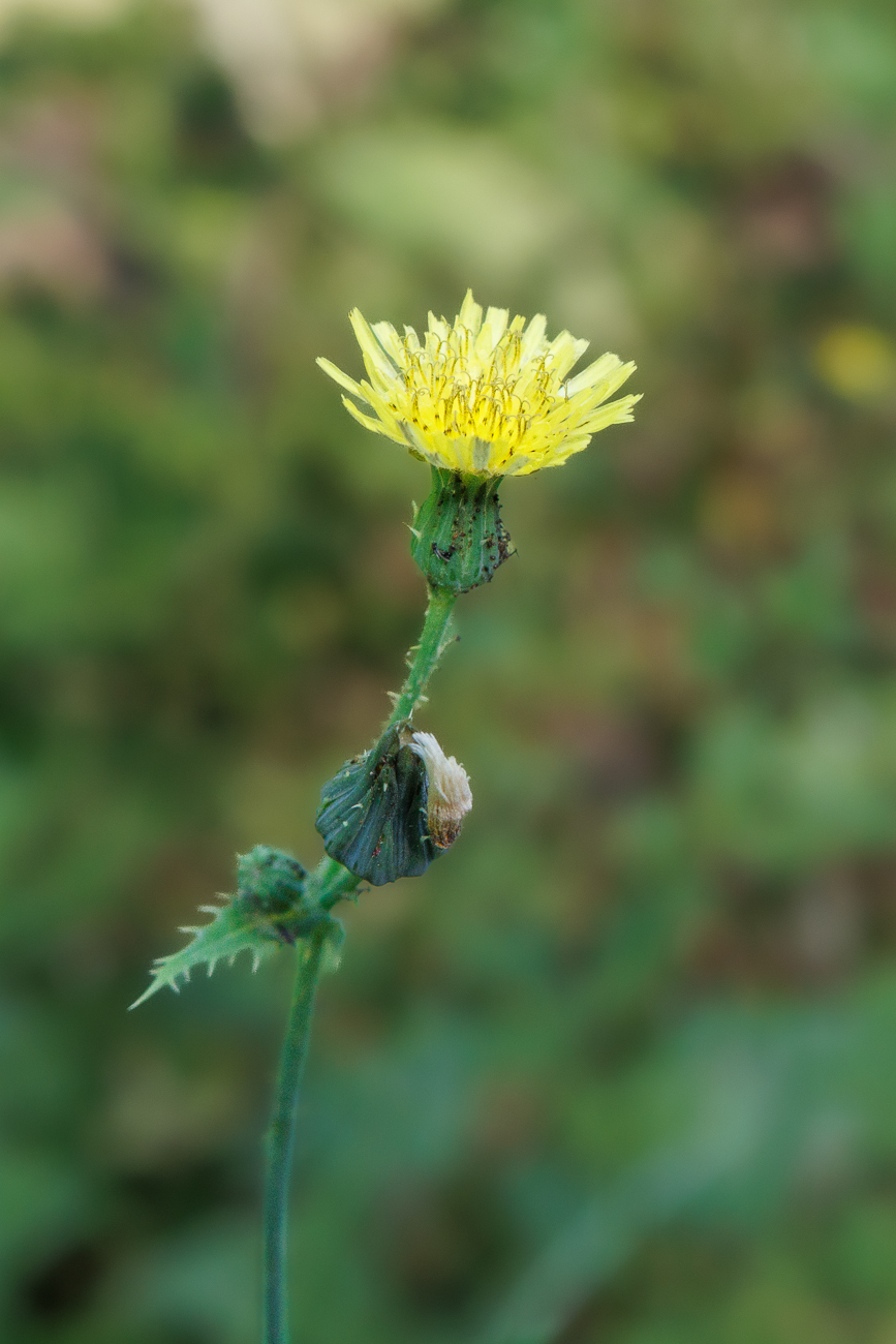 Kohl G&auml;nsedistel [Sonchus oleracerus]