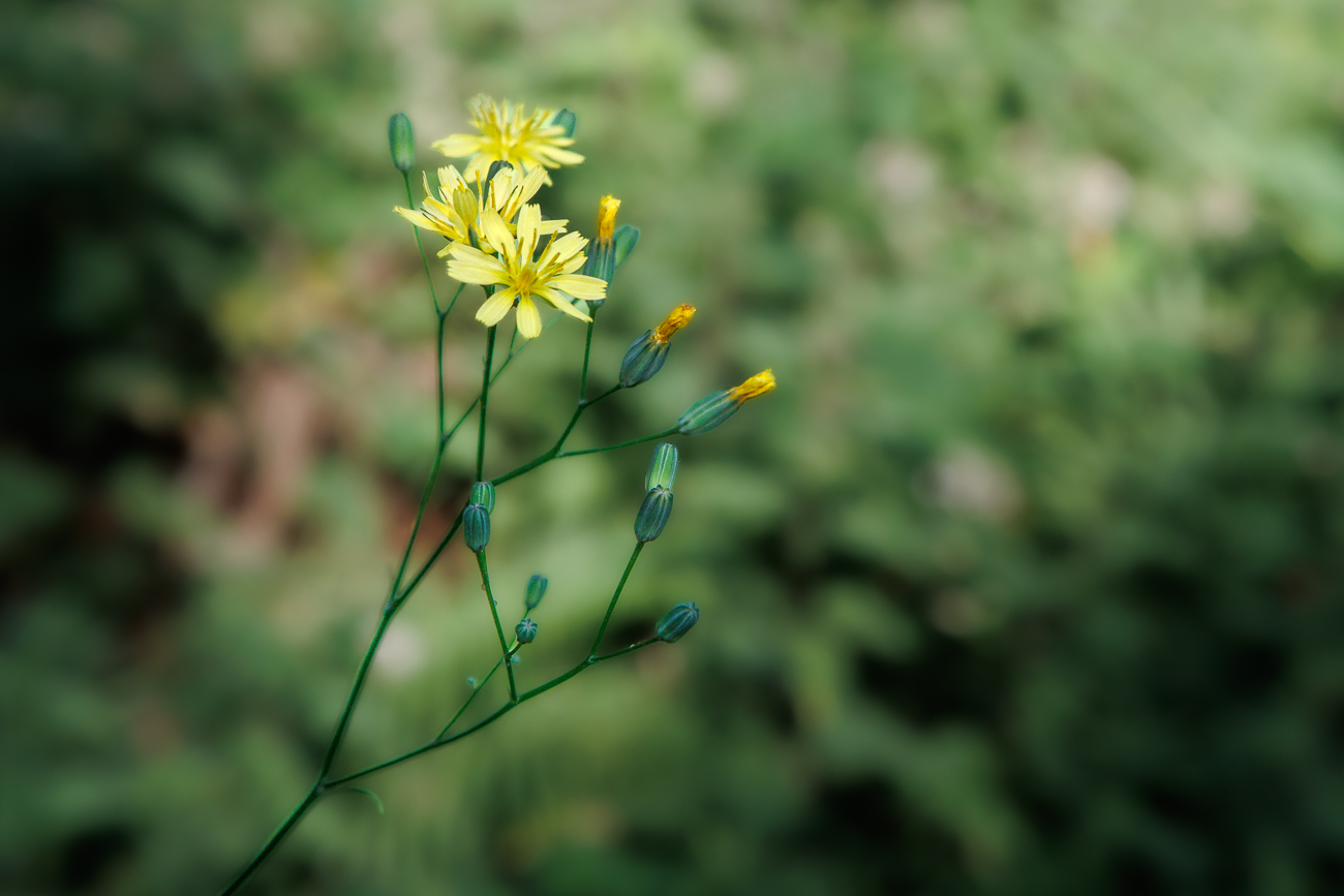 Sch&ouml;ner Pippau [Crepis pulchra]