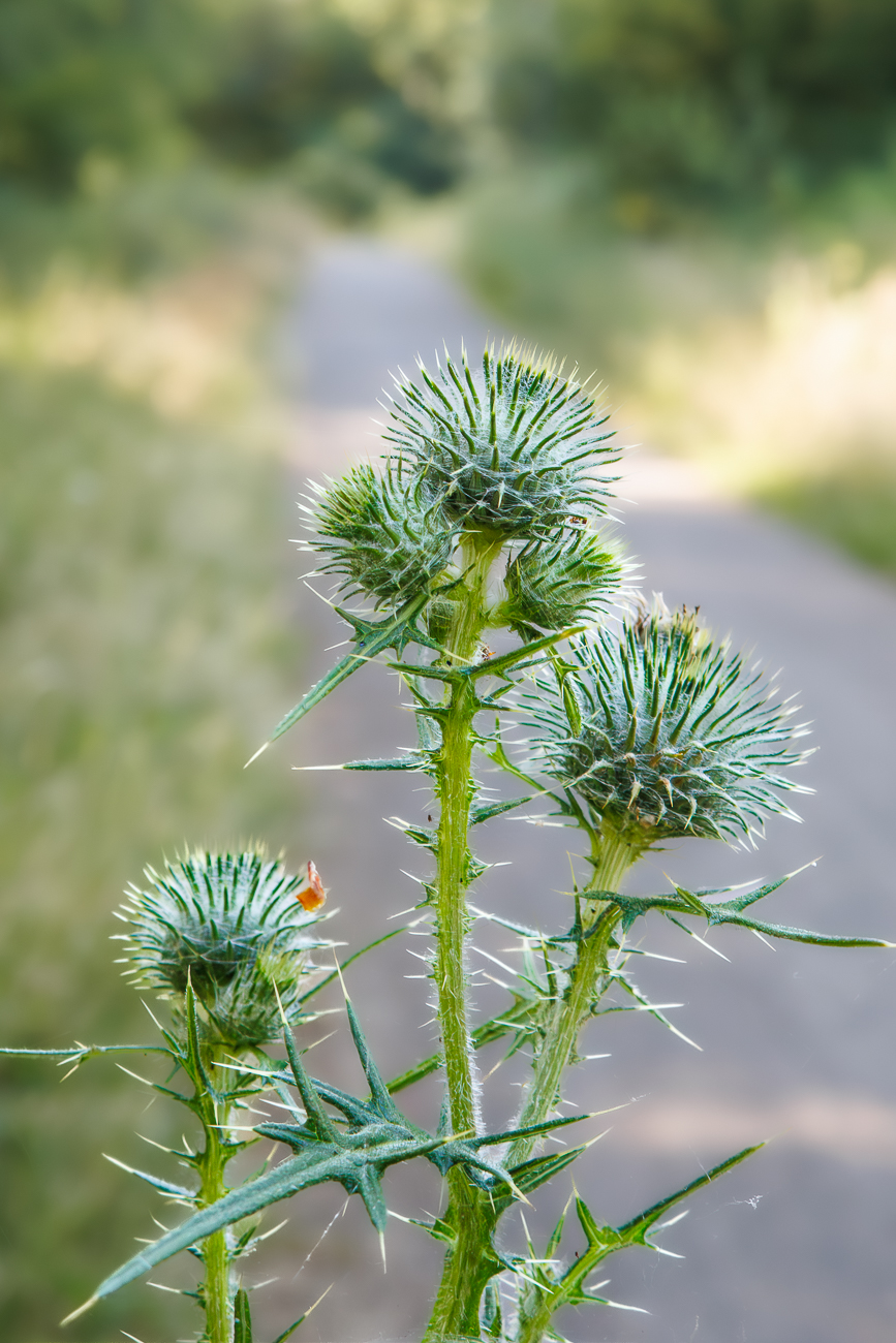 Gemeine Kratzdistel [Cirsium vulgare]