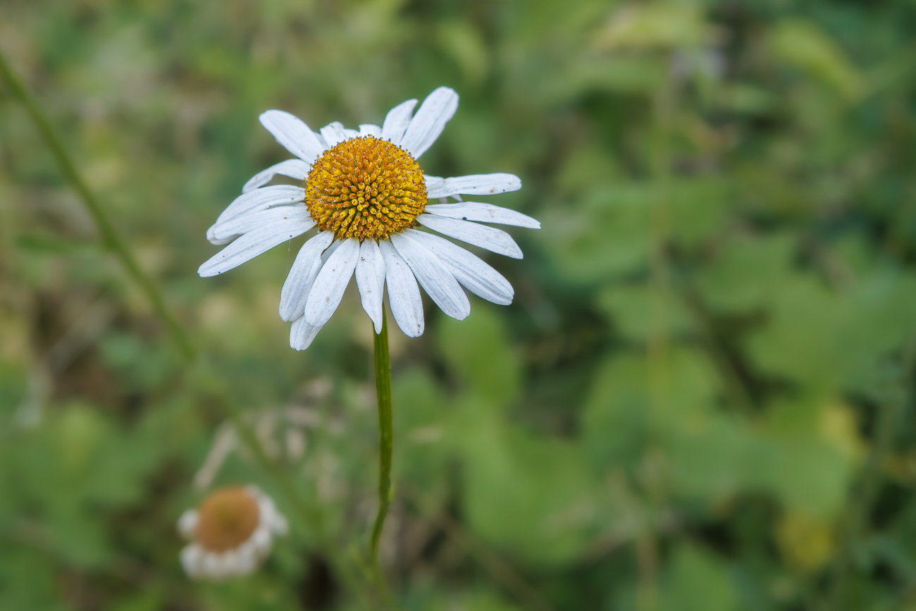 Wiesenmargerite [Leucanthemum ircutianum]