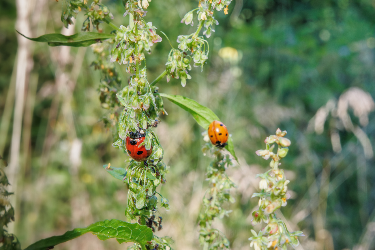 Siebenpunkt-Marienk&auml;fer [Coccinella septempunctata]