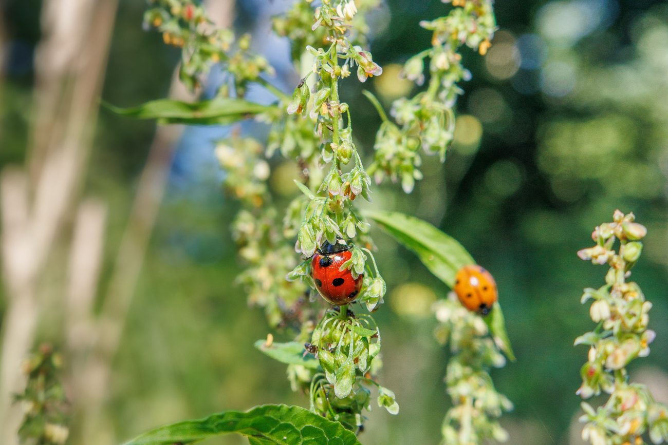 Siebenpunkt-Marienk&auml;fer [Coccinella septempunctata]