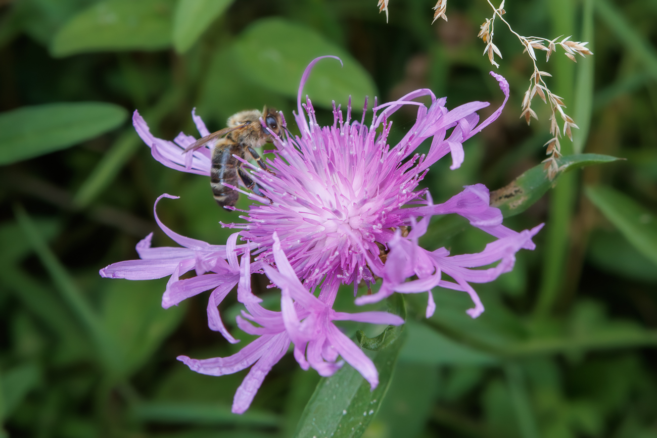 Wiesen-Flockenblume [Centaurea jacea] mit Besuch