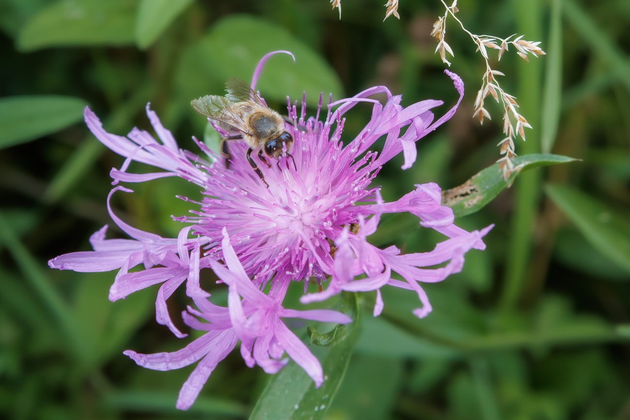 Wiesen-Flockenblume [Centaurea jacea] mit Besuch