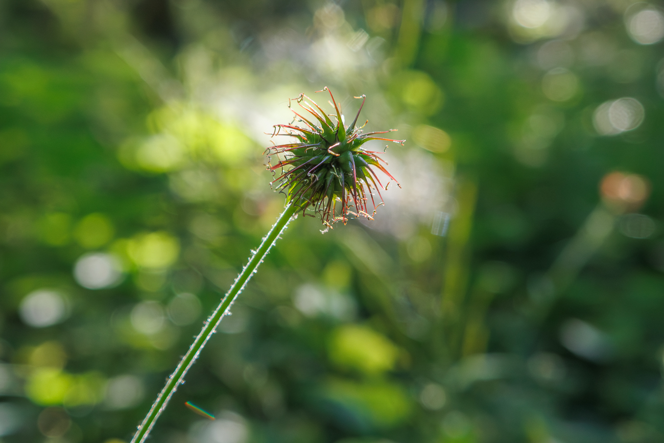 Vermutlich Benediktenkraut [Geum urbanum]