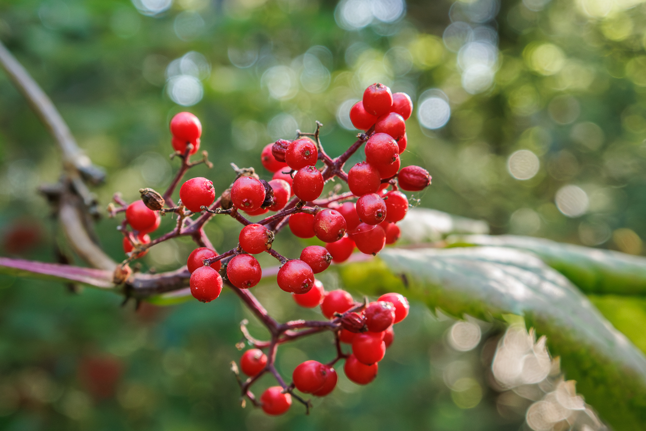 Berg-Holunder [Sambucus racemosa]