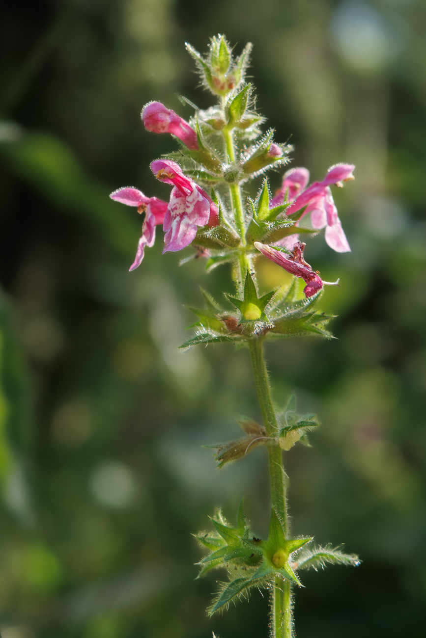 Wald-Ziest [Stachys sylvatica]