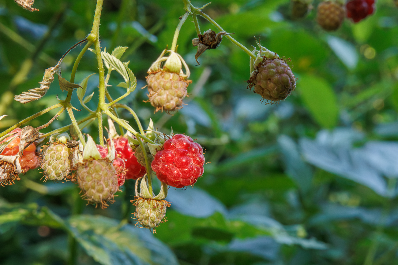Himbeere [Rubus idaeus]