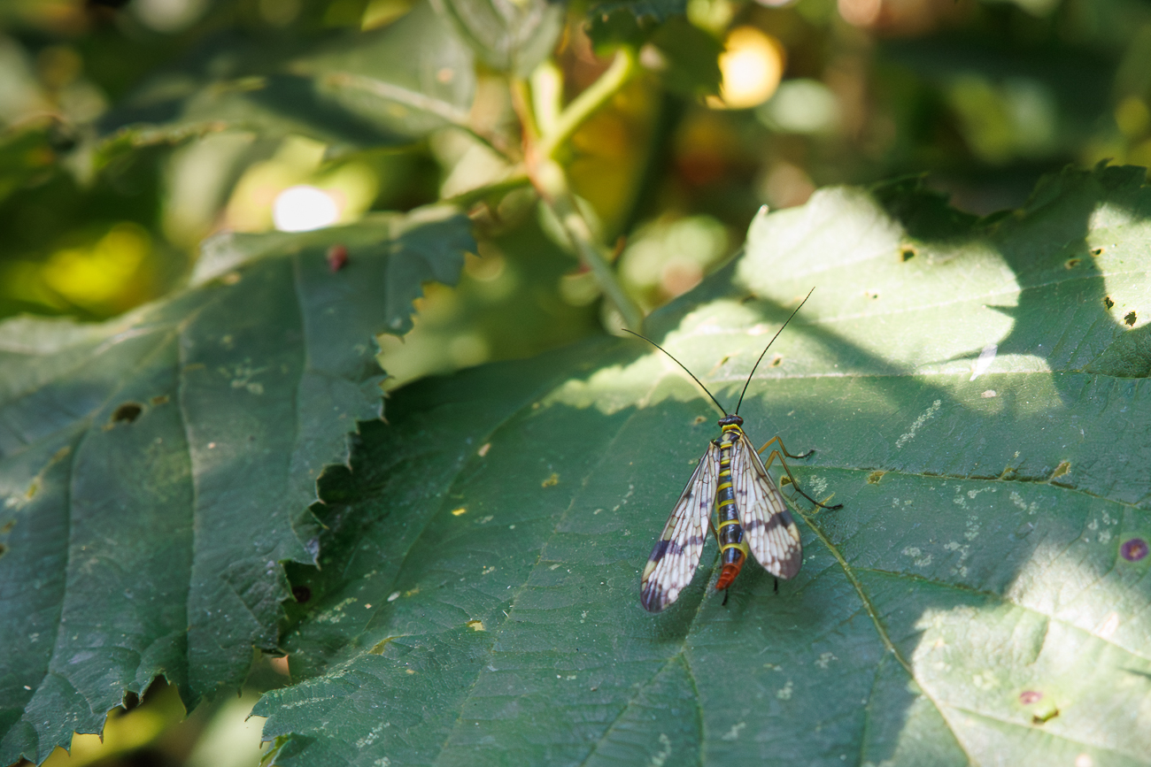 Skorpionsfliege [Panorpa germanica] Weibchen