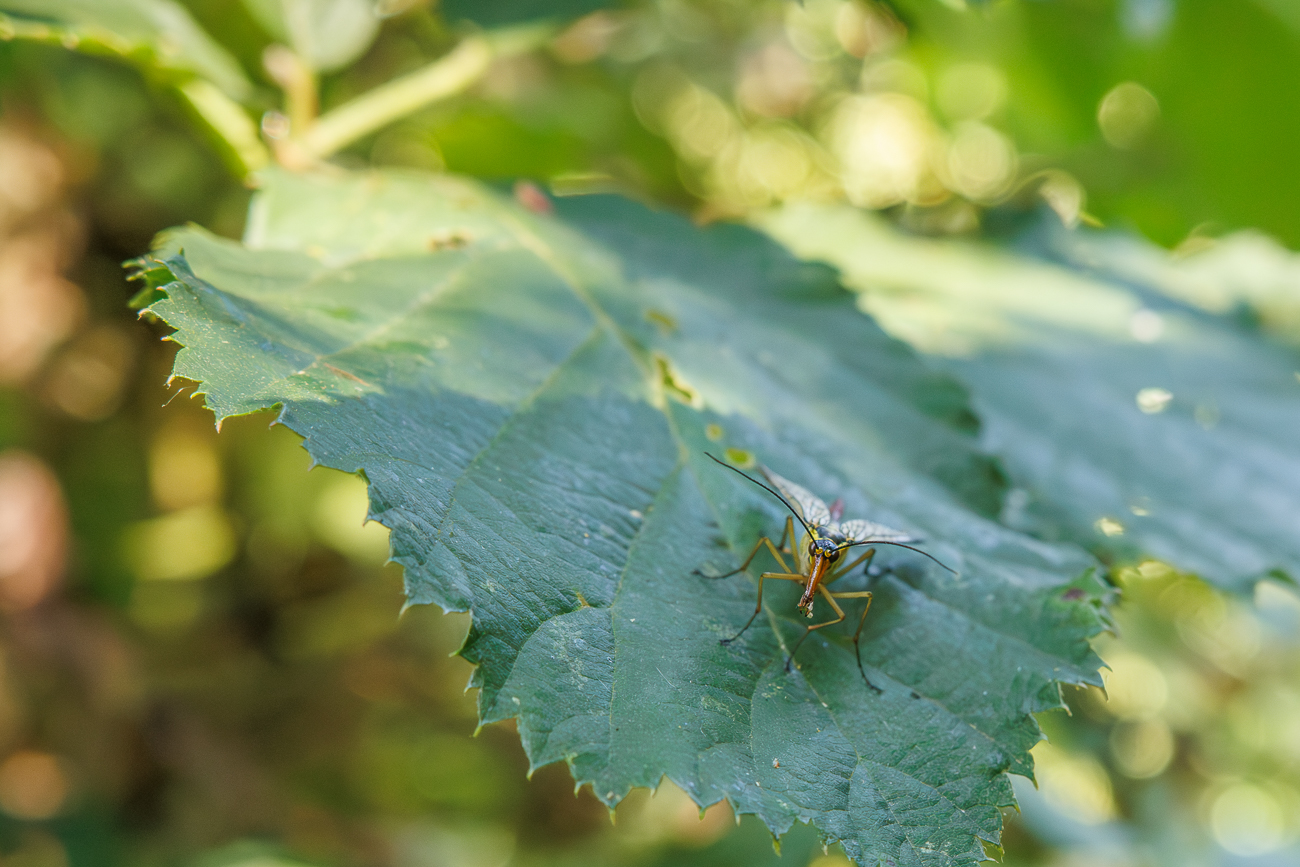 Skorpionsfliege [Panorpa germanica] Weibchen