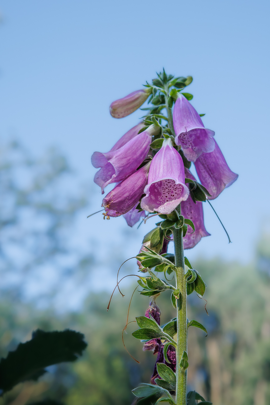 Roter Fingerhut [Digitalis purpurea]