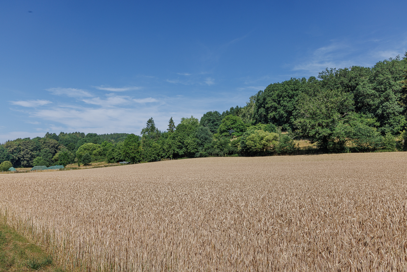 Weizenfeld am Ortsausgang von Alschbach