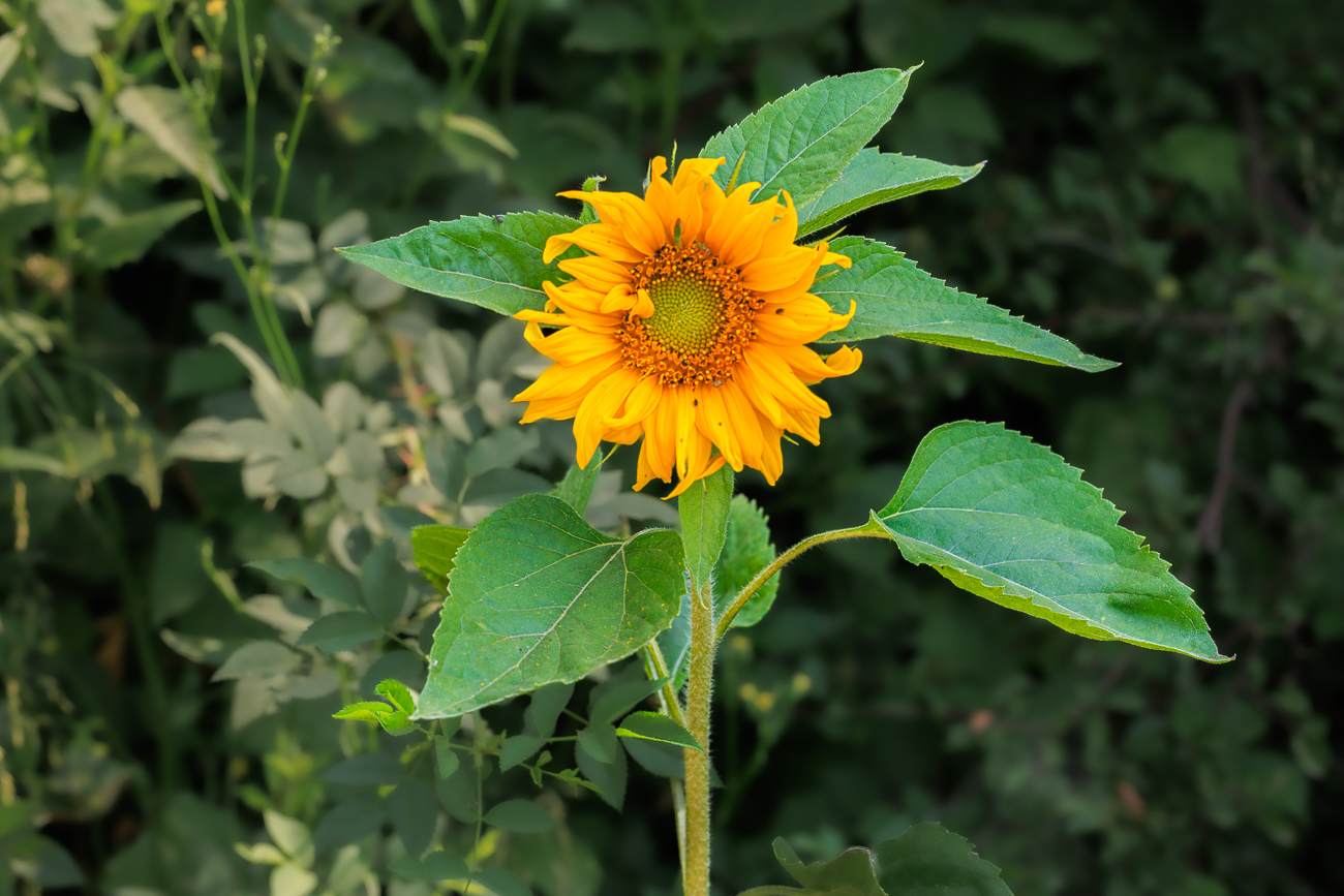 Gew&ouml;hnliche Sonnenblume [Helianthus annuus]