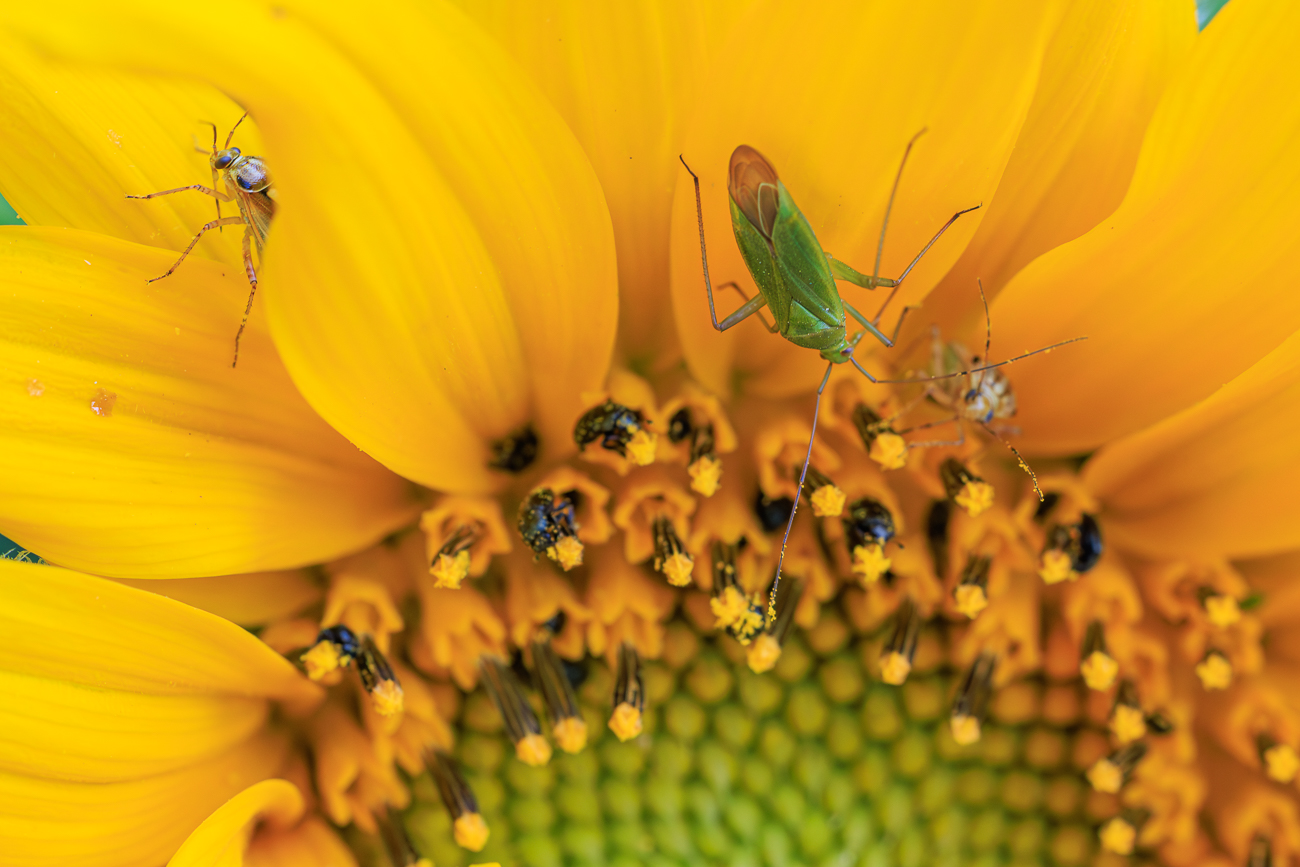 Zahlreiche Insekten in der Bl&uuml;te der Sonnenblume
