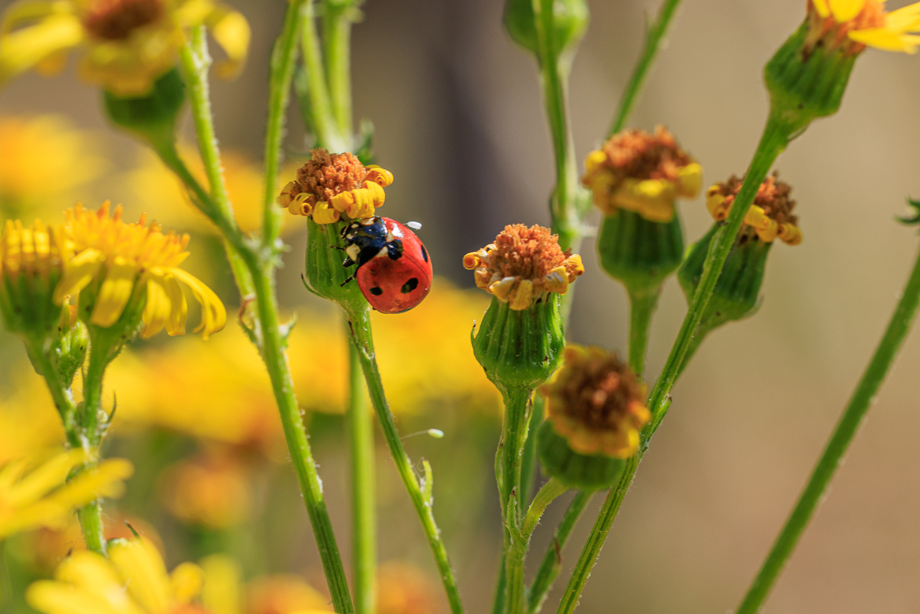 Siebenpunkt Marienk&auml;fer [Coccinella septempunctata] auf Raukenbl&auml;ttrigem Greiskraut [Jacobaea erucifolia]