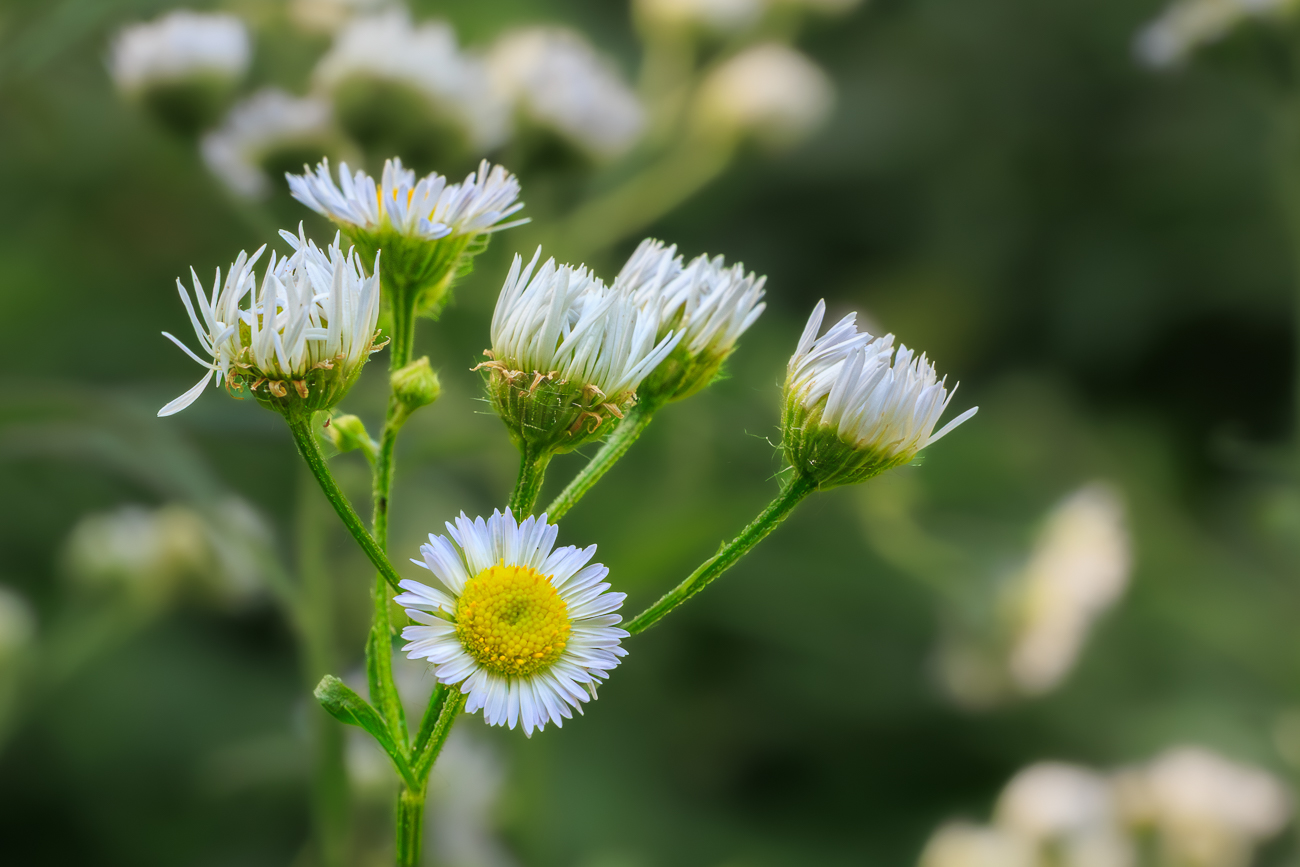 Einj&auml;hriges Berufkraut [Erigeron annuus]